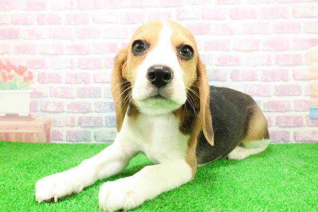静岡県のビーグル (Coo&RIKU静岡SBS通り店/2025年12月3日生まれ/女の子/ハウンドカラー)の子犬の2枚目の画像