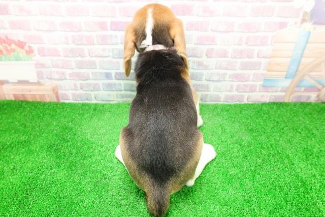 静岡県のビーグル (Coo&RIKU静岡SBS通り店/2025年12月3日生まれ/女の子/ハウンドカラー)の子犬の4枚目の画像