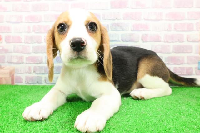 静岡県のビーグル (Coo&RIKU富士店/2025年12月3日生まれ/女の子/ハウンドカラー)の子犬の2枚目の画像