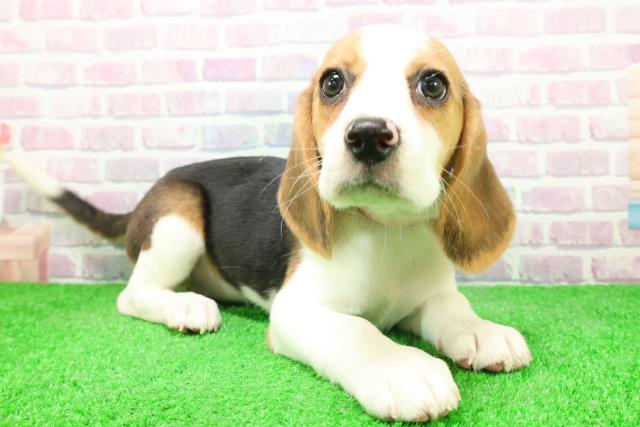 静岡県のビーグル (Coo&RIKU富士店/2025年12月3日生まれ/女の子/ハウンドカラー)の子犬の3枚目の画像