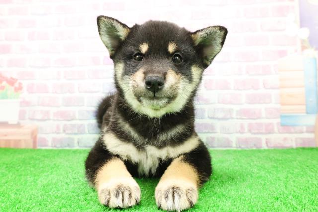 埼玉県の柴犬(標準サイズ) (Coo&RIKU桶川店/2025年12月4日生まれ/女の子/黒)の子犬の1枚目の画像