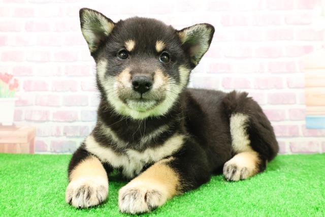 埼玉県の柴犬(標準サイズ) (Coo&RIKU桶川店/2025年12月4日生まれ/女の子/黒)の子犬の2枚目の画像