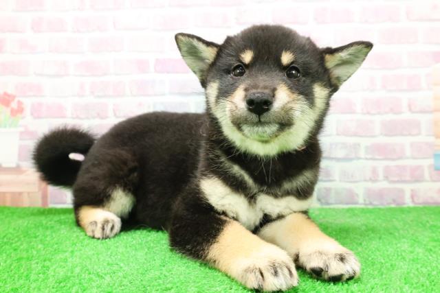 埼玉県の柴犬(標準サイズ) (Coo&RIKU桶川店/2025年12月4日生まれ/女の子/黒)の子犬の3枚目の画像