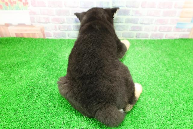 埼玉県の柴犬(標準サイズ) (Coo&RIKU桶川店/2025年12月4日生まれ/女の子/黒)の子犬の4枚目の画像