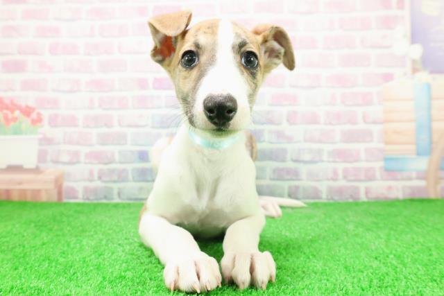 埼玉県のウィペット (Coo&RIKU川越店/2025年12月6日生まれ/男の子/ブリンドルホワイト)の子犬