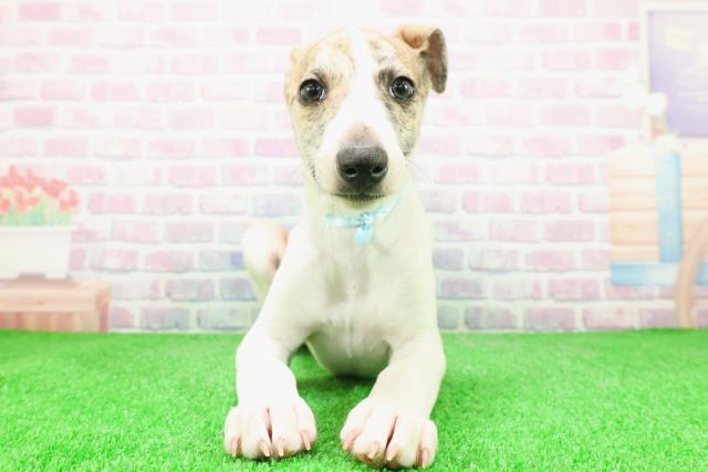 栃木県のウィペット (Coo&RIKUFKDインターパーク店/2025年12月6日生まれ/男の子/ブリンドルホワイト)の子犬の1枚目の画像