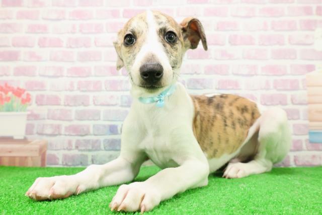 栃木県のウィペット (Coo&RIKUFKDインターパーク店/2025年12月6日生まれ/男の子/ブリンドルホワイト)の子犬の2枚目の画像