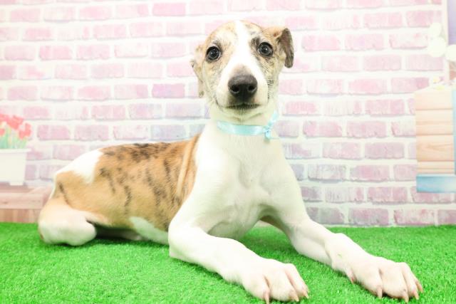 栃木県のウィペット (Coo&RIKUFKDインターパーク店/2025年12月6日生まれ/男の子/ブリンドルホワイト)の子犬の3枚目の画像