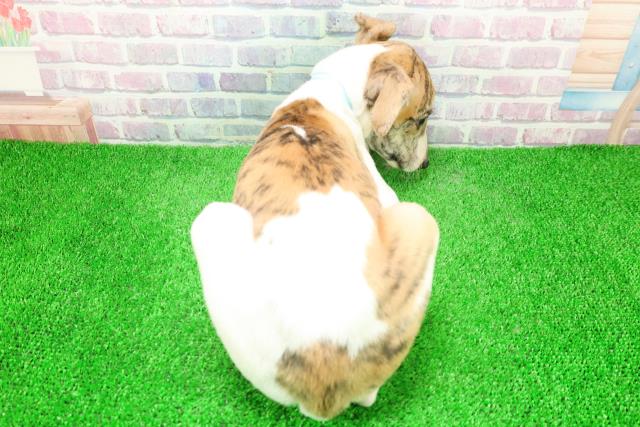 栃木県のウィペット (Coo&RIKUFKDインターパーク店/2025年12月6日生まれ/男の子/ブリンドルホワイト)の子犬の4枚目の画像