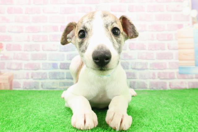 東京都のウィペット (Coo&RIKU足立本店/2025年12月6日生まれ/男の子/ブリンドルホワイト)の子犬の1枚目の画像