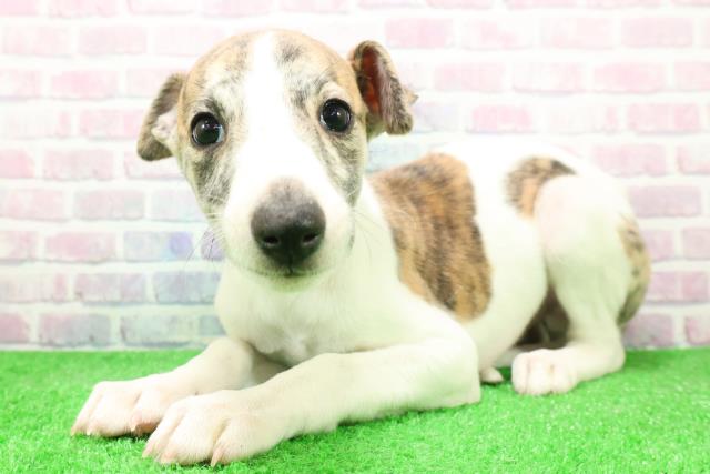 東京都のウィペット (Coo&RIKU足立本店/2025年12月6日生まれ/男の子/ブリンドルホワイト)の子犬の2枚目の画像