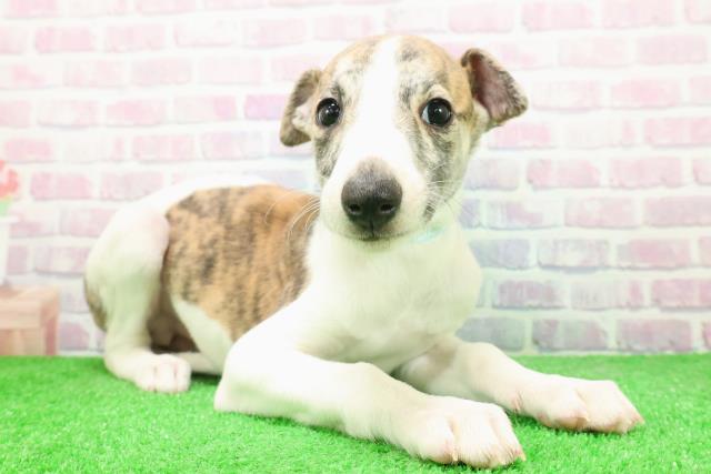 東京都のウィペット (Coo&RIKU足立本店/2025年12月6日生まれ/男の子/ブリンドルホワイト)の子犬の3枚目の画像