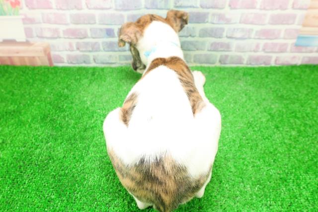 東京都のウィペット (Coo&RIKU足立本店/2025年12月6日生まれ/男の子/ブリンドルホワイト)の子犬の4枚目の画像