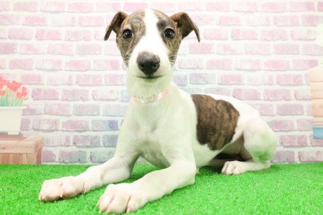 千葉県のウィペット (Coo&RIKUアクロスモール新鎌ケ谷店/2025年12月6日生まれ/女の子/ブリンドルホワイト)の子犬の2枚目の画像