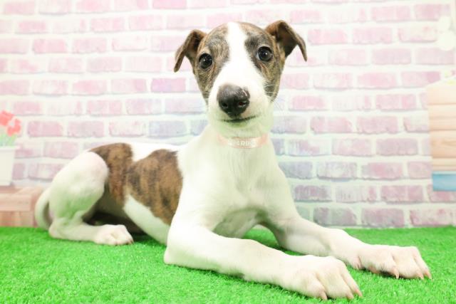 千葉県のウィペット (Coo&RIKUアクロスモール新鎌ケ谷店/2025年12月6日生まれ/女の子/ブリンドルホワイト)の子犬の3枚目の画像