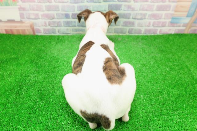 千葉県のウィペット (Coo&RIKUアクロスモール新鎌ケ谷店/2025年12月6日生まれ/女の子/ブリンドルホワイト)の子犬の4枚目の画像