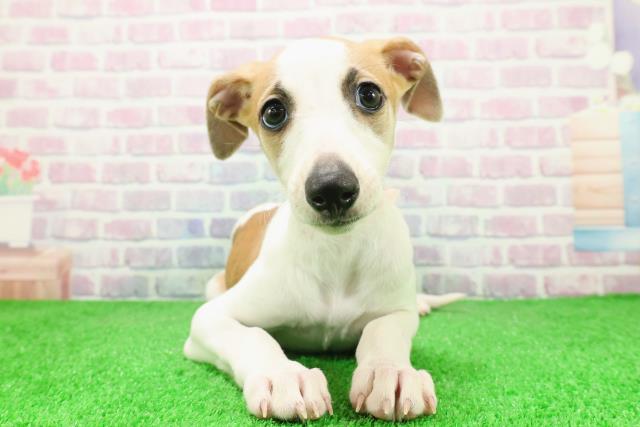 千葉県のウィペット (Coo&RIKU若葉都賀店/2025年12月6日生まれ/女の子/レッドホワイト)の子犬の1枚目の画像