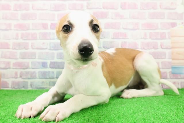 千葉県のウィペット (Coo&RIKU若葉都賀店/2025年12月6日生まれ/女の子/レッドホワイト)の子犬の2枚目の画像