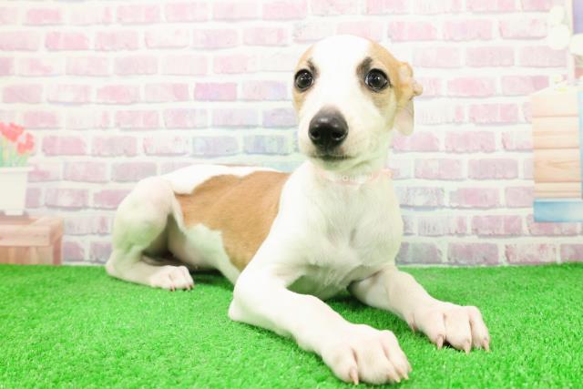 千葉県のウィペット (Coo&RIKU若葉都賀店/2025年12月6日生まれ/女の子/レッドホワイト)の子犬の3枚目の画像