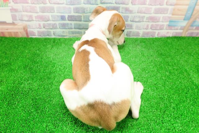 千葉県のウィペット (Coo&RIKU若葉都賀店/2025年12月6日生まれ/女の子/レッドホワイト)の子犬の4枚目の画像