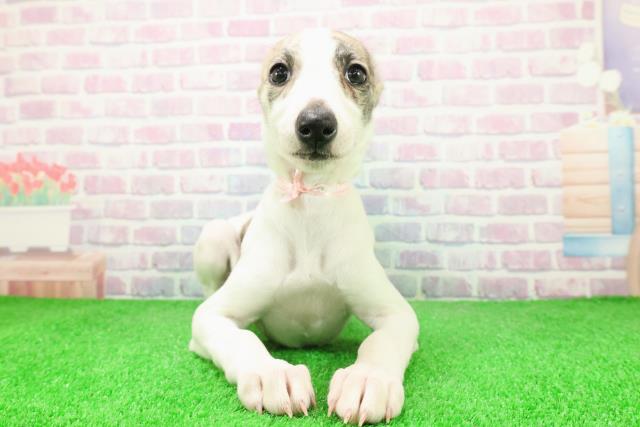 静岡県のウィペット (Coo&RIKU浜松店/2025年12月6日生まれ/女の子/ブリンドルホワイト)の子犬の1枚目の画像