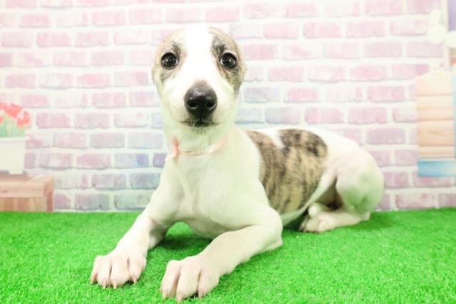 静岡県のウィペット (Coo&RIKU浜松店/2025年12月6日生まれ/女の子/ブリンドルホワイト)の子犬の2枚目の画像