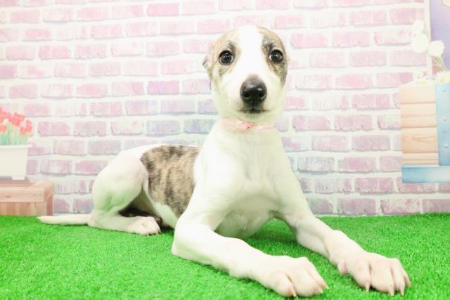 静岡県のウィペット (Coo&RIKU浜松店/2025年12月6日生まれ/女の子/ブリンドルホワイト)の子犬の3枚目の画像