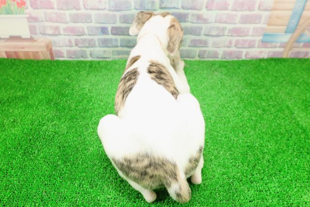 静岡県のウィペット (Coo&RIKU浜松店/2025年12月6日生まれ/女の子/ブリンドルホワイト)の子犬の4枚目の画像