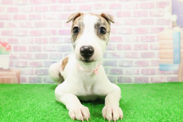 宮城県のウィペット (Coo&RIKU仙台太白店/2025年12月6日生まれ/女の子/ブリンドルホワイト)の子犬の1枚目の画像