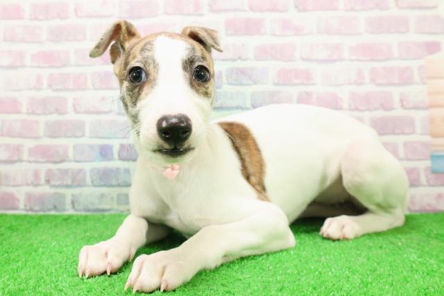 宮城県のウィペット (Coo&RIKU仙台太白店/2025年12月6日生まれ/女の子/ブリンドルホワイト)の子犬の2枚目の画像