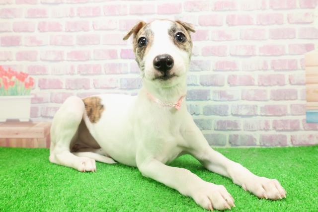 宮城県のウィペット (Coo&RIKU仙台太白店/2025年12月6日生まれ/女の子/ブリンドルホワイト)の子犬の3枚目の画像