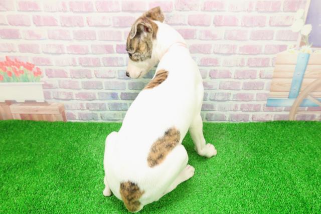 宮城県のウィペット (Coo&RIKU仙台太白店/2025年12月6日生まれ/女の子/ブリンドルホワイト)の子犬の4枚目の画像