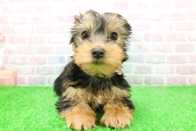 東京都のヨークシャーテリア (Coo&RIKU足立本店/2025年12月7日生まれ/女の子/スチールブルータン)の子犬