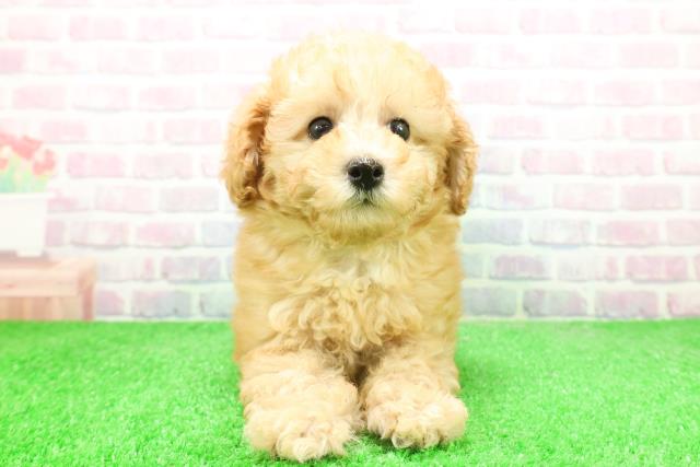 東京都のトイプードル(トイ) (Coo&RIKU八王子西店/2025年12月7日生まれ/男の子/アプリコット)の子犬の1枚目の画像
