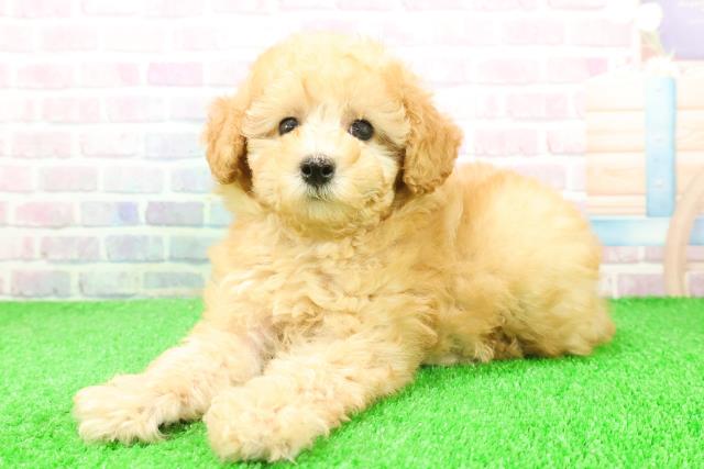 東京都のトイプードル(トイ) (Coo&RIKU八王子西店/2025年12月7日生まれ/男の子/アプリコット)の子犬の2枚目の画像