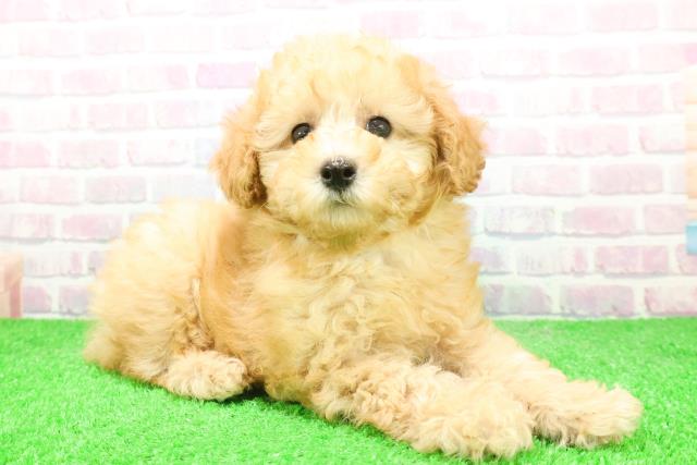 東京都のトイプードル(トイ) (Coo&RIKU八王子西店/2025年12月7日生まれ/男の子/アプリコット)の子犬の3枚目の画像