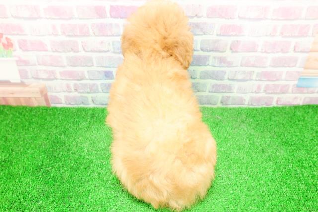 東京都のトイプードル(トイ) (Coo&RIKU八王子西店/2025年12月7日生まれ/男の子/アプリコット)の子犬の4枚目の画像