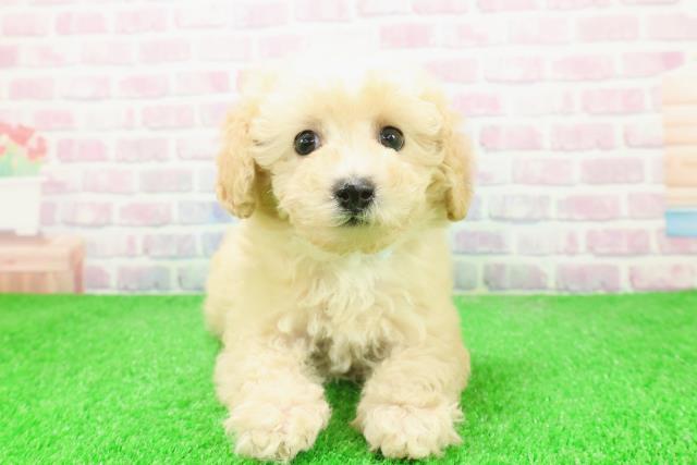 秋田県のトイプードル(トイ) (Coo&RIKU秋田店/2025年12月7日生まれ/男の子/アプリコット)の子犬