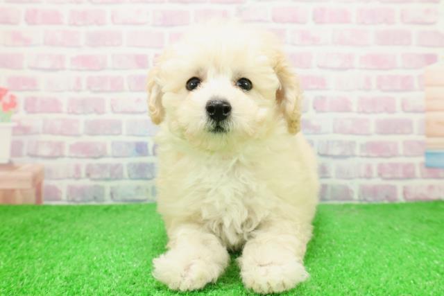 埼玉県のトイプードル(トイ) (Coo&RIKU川越店/2025年12月7日生まれ/女の子/クリーム)の子犬