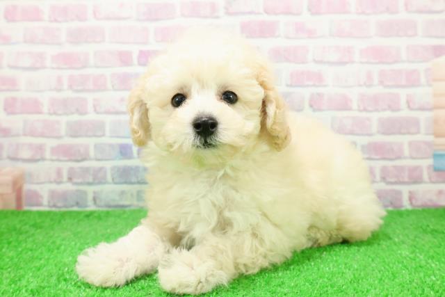 埼玉県のトイプードル(トイ) (Coo&RIKU川越店/2025年12月7日生まれ/女の子/クリーム)の子犬の2枚目の画像