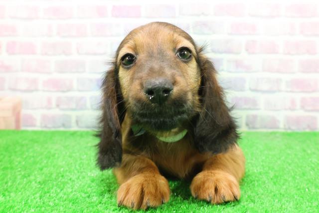 埼玉県のミニチュアダックスフンド(ロング) (Coo&RIKU春日部店/2025年12月7日生まれ/男の子/レッド)の子犬