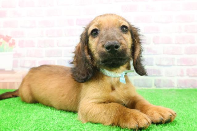 山梨県のミニチュアダックスフンド(ロング) (Coo&RIKU甲府昭和通り店/2025年12月7日生まれ/男の子/レッド)の子犬の3枚目の画像