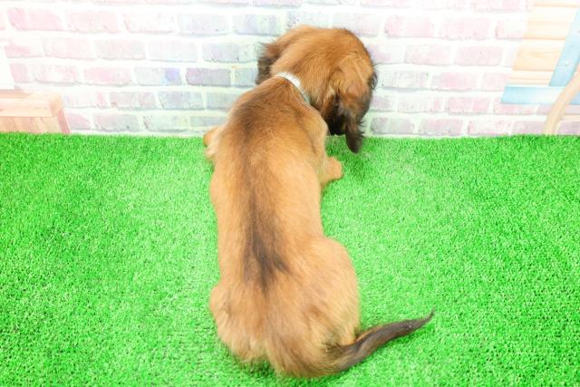 山梨県のミニチュアダックスフンド(ロング) (Coo&RIKU甲府昭和通り店/2025年12月7日生まれ/男の子/レッド)の子犬の4枚目の画像