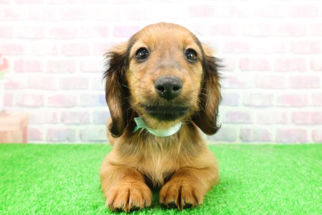 ミニチュア・ダックスフンド