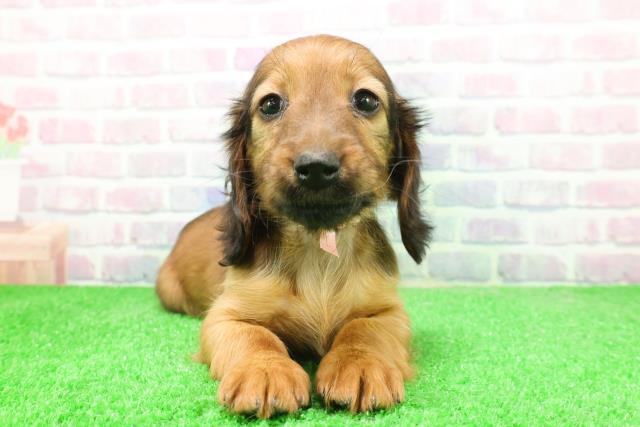 長野県のミニチュアダックスフンド(ロング) (Coo&RIKU長野店/2025年12月7日生まれ/女の子/レッド)の子犬の1枚目の画像