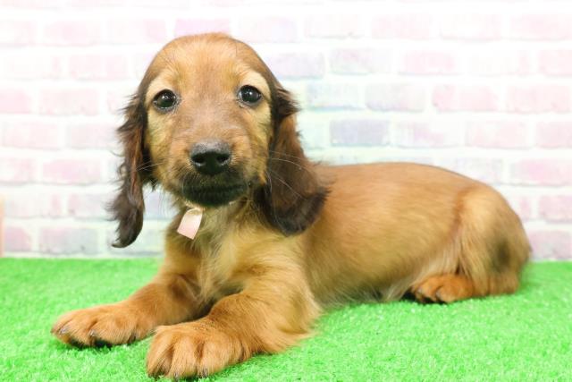 長野県のミニチュアダックスフンド(ロング) (Coo&RIKU長野店/2025年12月7日生まれ/女の子/レッド)の子犬の2枚目の画像