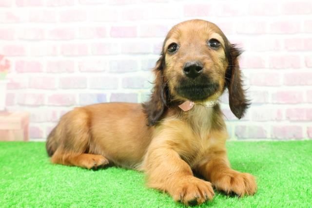 長野県のミニチュアダックスフンド(ロング) (Coo&RIKU長野店/2025年12月7日生まれ/女の子/レッド)の子犬の3枚目の画像