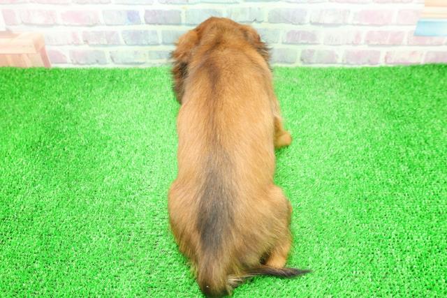 長野県のミニチュアダックスフンド(ロング) (Coo&RIKU長野店/2025年12月7日生まれ/女の子/レッド)の子犬の4枚目の画像