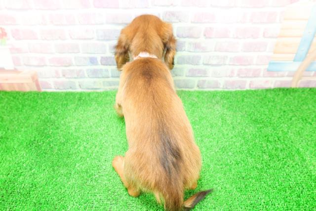 福井県のミニチュアダックスフンド(ロング) (Coo&RIKU福井店/2025年12月7日生まれ/女の子/レッド)の子犬の4枚目の画像