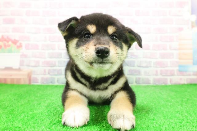 埼玉県の柴犬(標準サイズ) (Coo&RIKU川越店/2025年12月4日生まれ/男の子/黒)の子犬